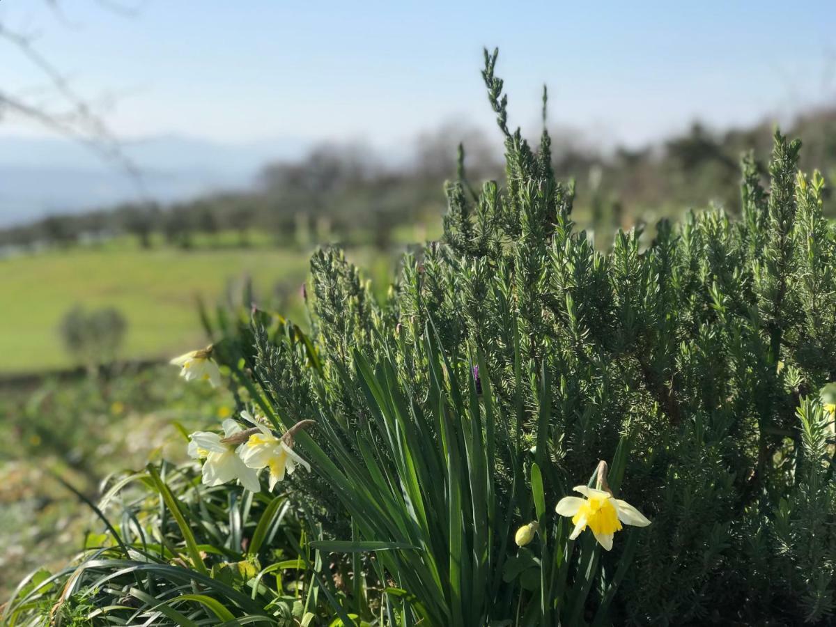 Agriturismo Casallario โวลแตร์รา ภายนอก รูปภาพ
